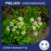 印度进口芹菜籽精油 天然香薰精油原料批发 颇黎单方精油原液 商品缩略图0