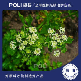 印度进口芹菜籽精油 天然香薰精油原料批发 颇黎单方精油原液