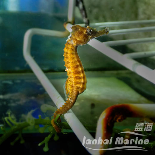 人工线纹海马-变异黄 商品图2