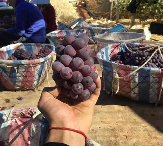 【云南有籽红提】香甜可口 一口爆汁 清香四溢 果肉紧实饱满 新鲜采摘 4种规格任选 商品图6