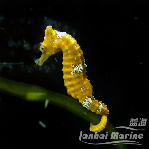 人工线纹海马-变异黄 商品图1