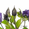 配花 | 铁线莲贝拉 商品缩略图4
