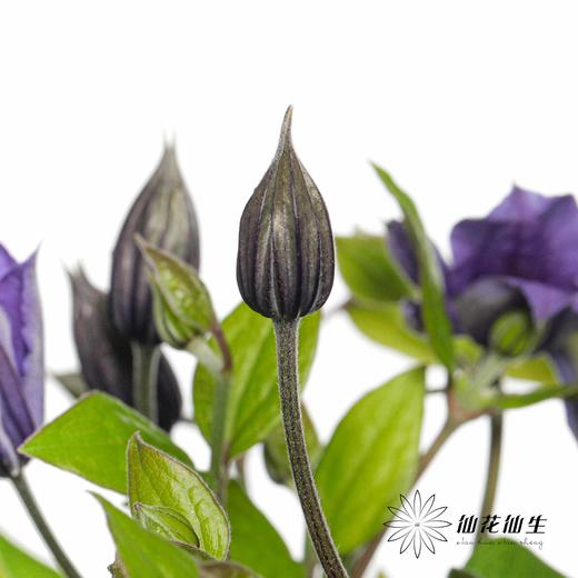 配花 | 铁线莲贝拉 商品图4