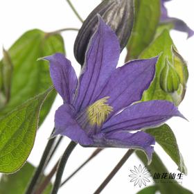 配花 | 铁线莲贝拉