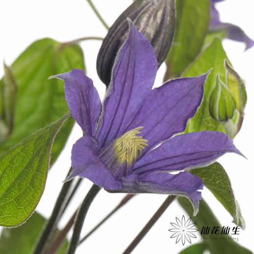 配花 | 铁线莲贝拉 商品图0