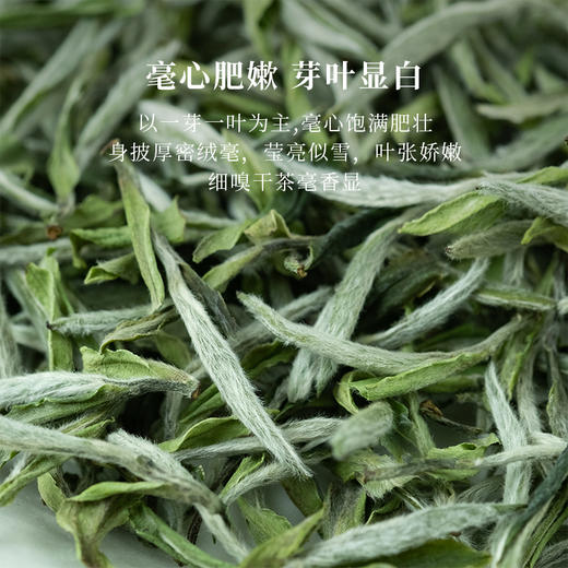 「2024春茶」白雪芽首采白牡丹特级福鼎白茶北路白茶新茶300g 商品图1