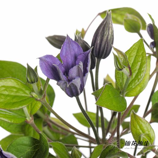 配花 | 铁线莲贝拉 商品图3