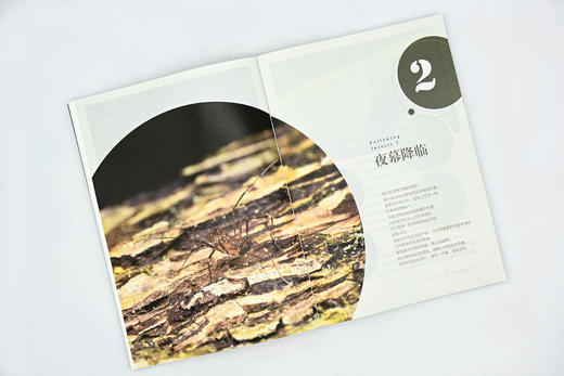 追随昆虫1+2(自然感悟) 商品图6