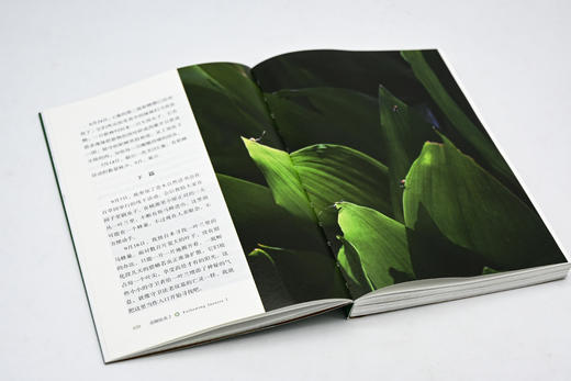追随昆虫1+2(自然感悟) 商品图7