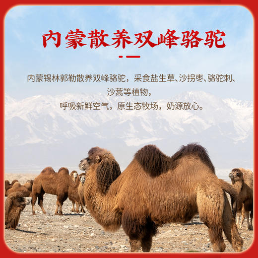 华夏丝路玉漠金驼系列配方驼乳粉 商品图3