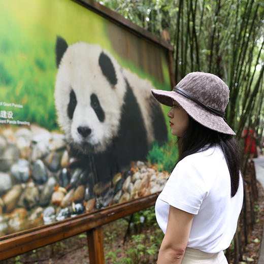 乐在蜀中｜成都·熊猫基地三星堆一日游【go小团】 商品图3