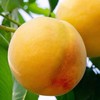 【高品质给不将就的您~】黄桃黄金蜜桃 新鲜水果 脆甜桃子 毛桃桃子 脆甜桃 当季鲜果-QQ 商品缩略图1