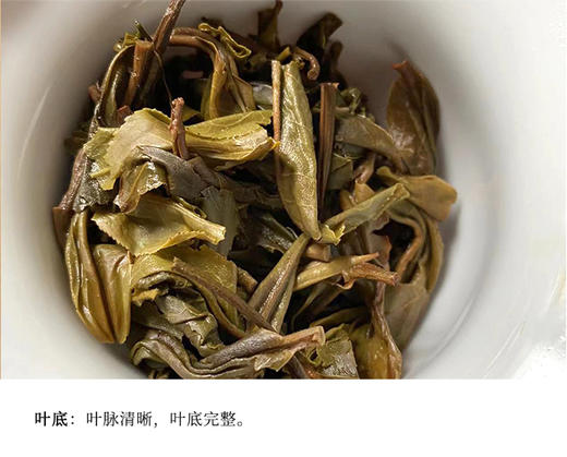 生普 | 叶舞地2023年 冰岛南迫古树纯料 秋茶 357g/饼 商品图4