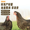 好念头可生食始祖黑鸡蛋30枚50枚 商品缩略图3