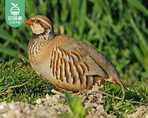 漳州高山饲养中鹧鸪（杀好）/1只（280-320g）生产日期：12月28日左右 商品图2