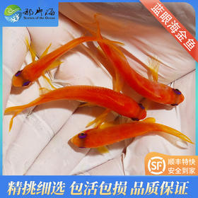 蓝眼海金鱼/蓝眼宝石Pseudanthias squamipinnis
