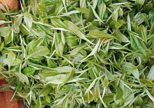 2024新茶 特级嫩芽 绿茶 红茶 白牡丹 总有一款适合你  通道茗好茶业 商品图0