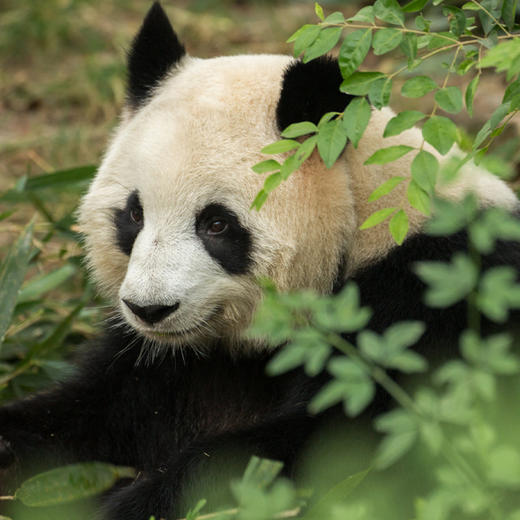 乐在蜀中｜成都·熊猫基地三星堆一日游【go小团】 商品图1