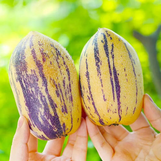 【甘肃特产！沙漠民勤人参果】又名“长寿果”，果肉爽甜多汁、口感甜润、清香味美叁水果新鲜黄肉熟 商品图4