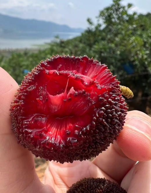 云南东魁杨梅，排毒养颜、祛暑生津！杨梅所含的果酸开胃生津，消食解暑，是夏季开胃祛暑、减肥瘦身的佳品！特大果，壹元硬币大小，锁鲜包装，2斤/盒 商品图2