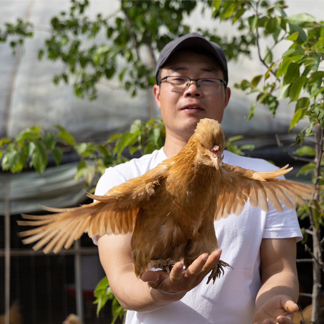 自产仔公鸡 | 童子鸡 | 核桃林下散养一亩地养100只鸡  | Chicken (poussin)