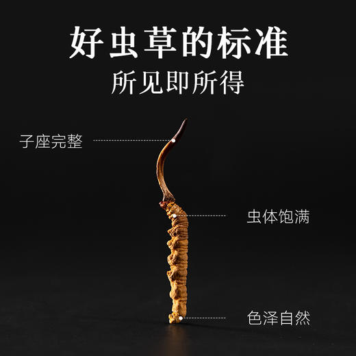 【正宗同仁堂品牌】北京同仁堂 冬虫夏草 西藏虫草-30/25g礼盒装 西藏虫草礼盒 可磨粉泡酒 滋补品SY 商品图1