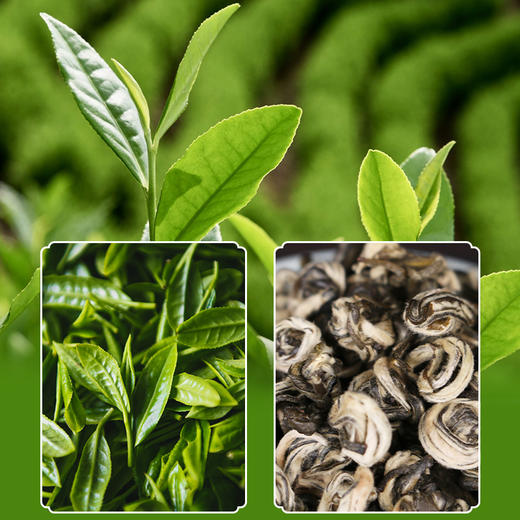 【买3送1】吉顺号2025年新茶碧螺春绿茶云南大叶种滇绿早春茶叶 商品图2