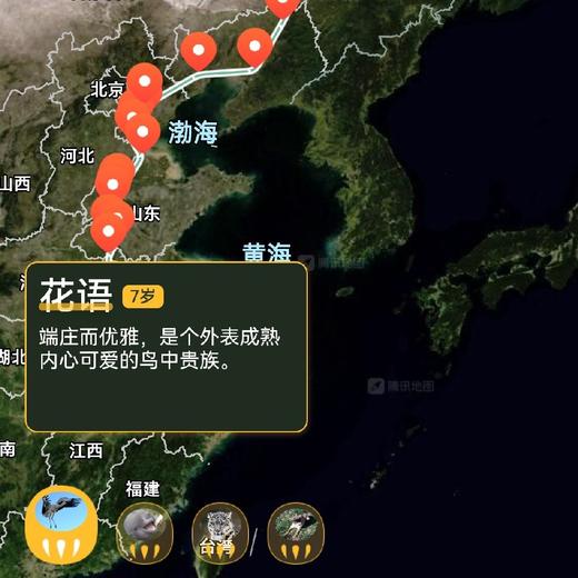 追踪动物手链合集 中国生灵 商品图4