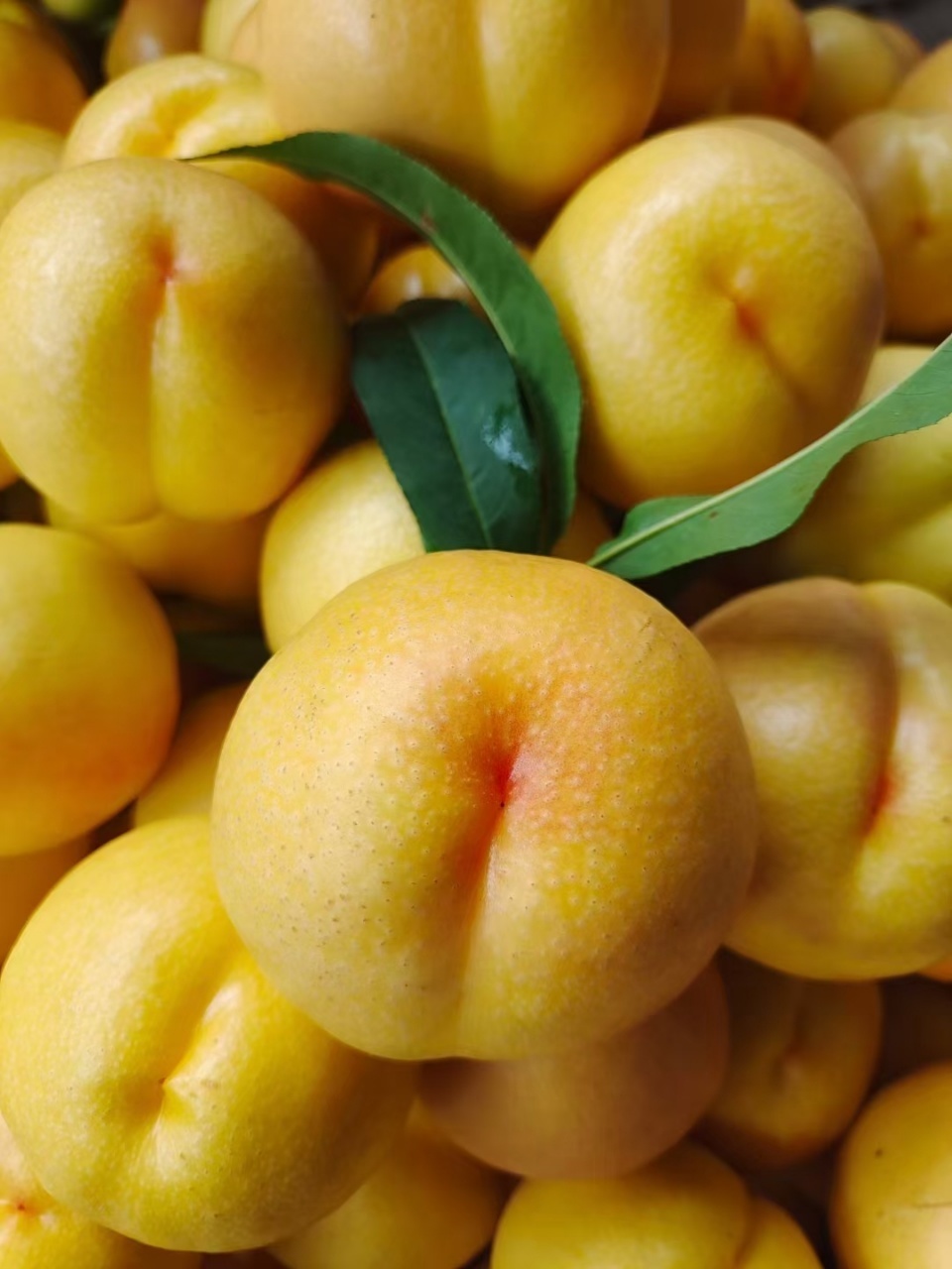 沂蒙山黄金油桃（约4.5斤一箱 18个内，发京东快递）
