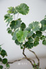花叶福禄桐 商品缩略图1