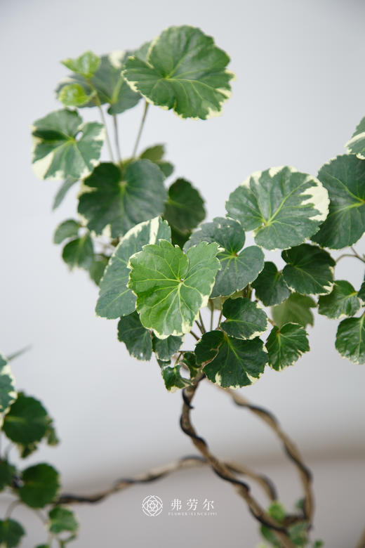 花叶福禄桐 商品图1