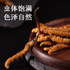 【正宗同仁堂品牌】北京同仁堂 冬虫夏草 西藏虫草-30/25g礼盒装 西藏虫草礼盒 可磨粉泡酒 滋补品SY 商品缩略图4