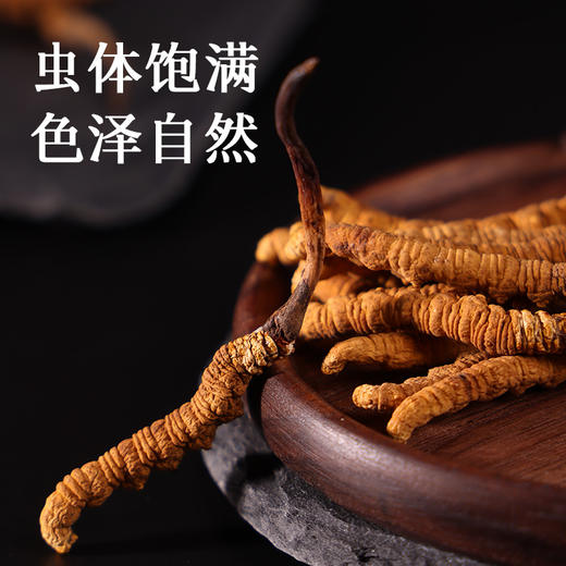 【正宗同仁堂品牌】北京同仁堂 冬虫夏草 西藏虫草-30/25g礼盒装 西藏虫草礼盒 可磨粉泡酒 滋补品SY 商品图4