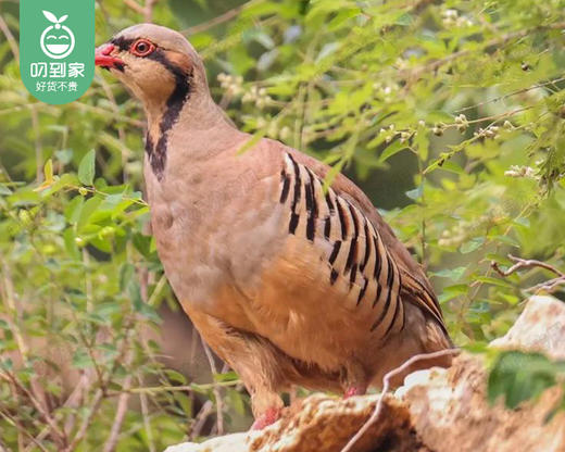 漳州高山饲养中鹧鸪（杀好）/1只（280-320g）生产日期：12月28日左右 商品图3