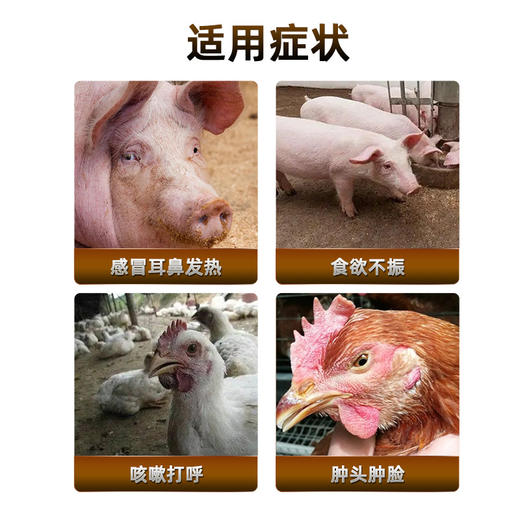 【双黄连口服液】500ml/瓶 猪牛羊鸡鸭鹅畜禽通用 商品图1