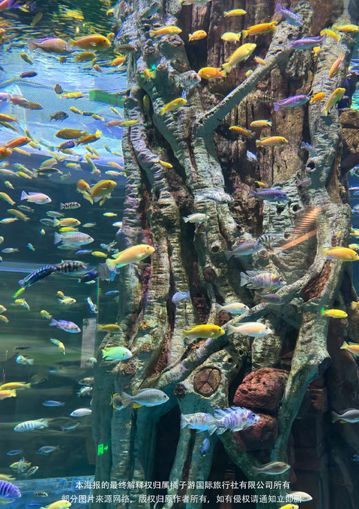 【毕业季-嗨拼版纳】版纳一地纯玩5天4晚半自由行 商品图1