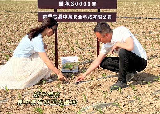 【25年新玉米&有机黑糯玉米多种选择】出自内蒙敖汉旗北纬40度 香甜软糯 牙口不好也能吃  粗粮 减脂主食 饱满~更甜~更香~更软糯~更好吃~ 商品图7