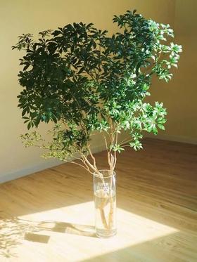 水培麻醉木1*1枝