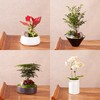 别出心裁套餐小型盆栽（2024） 商品缩略图0