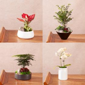 别出心裁套餐小型盆栽（2024）