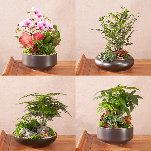 别出心裁套餐大型盆栽（2024） 商品图0