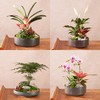 别出心裁套餐中型盆栽（2024） 商品缩略图0