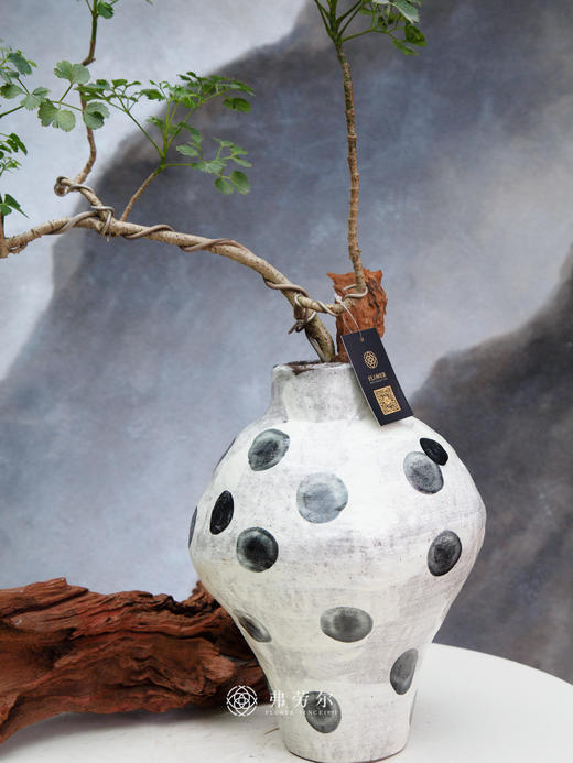 芹叶福禄桐 商品图1