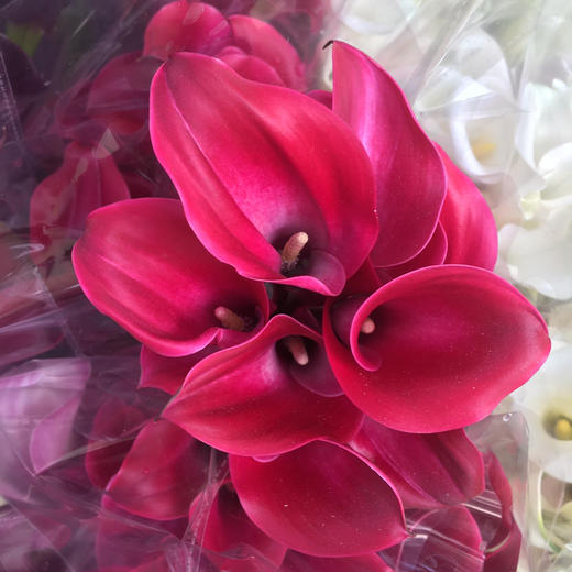 海芋.红色 商品图0