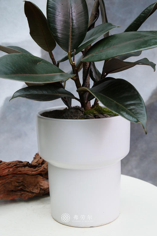 黑金刚 商品图1