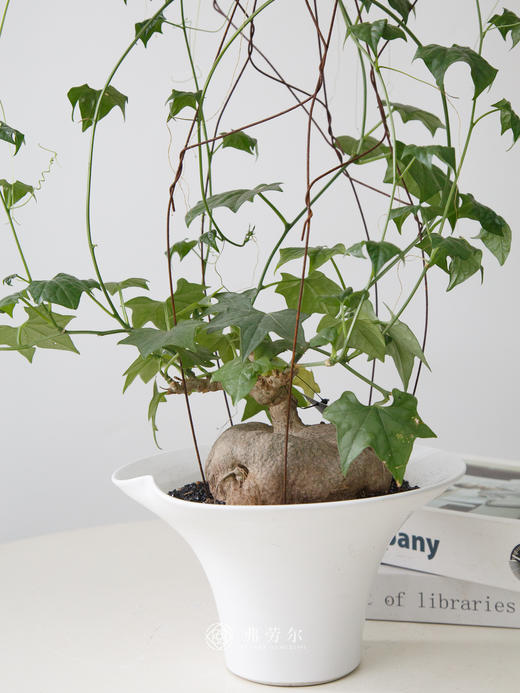 白杯盆 睡布袋 商品图1