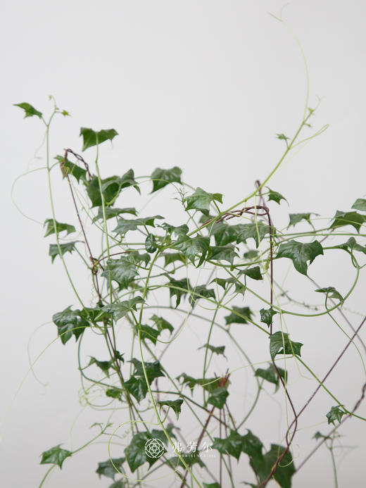 白杯盆 睡布袋 商品图2