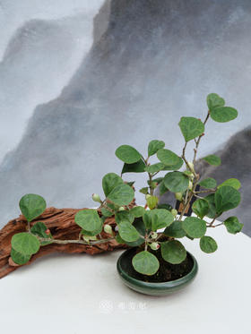 小盼菩提