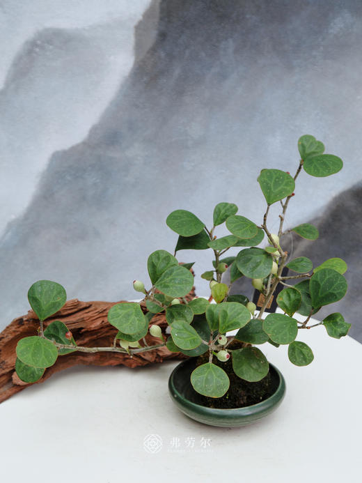 小盼菩提 商品图0