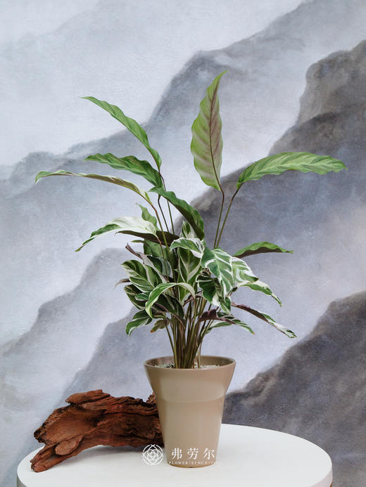 白油画竹芋 商品图0